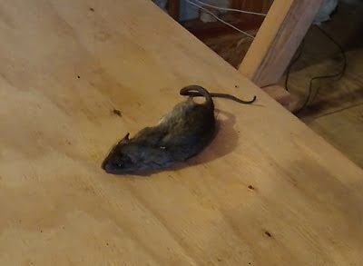 mouse trapping